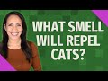 What smell will repel cats?