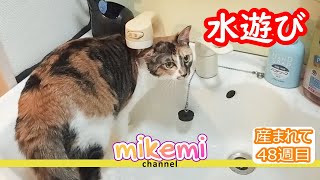 【成長】洗面台で流れる水と遊び中【48週目】＃猫活 #cat