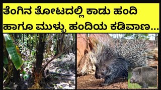 ತೆಂಗಿನ ತೋಟದಲ್ಲಿ ಕಾಡು ಹಂದಿ ಹಾಗೂ ಮುಳ್ಳು ಹಂದಿಯ ಕಡಿವಾಣ