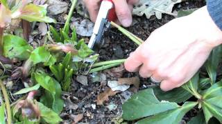 How to Properly Prune Hellebore