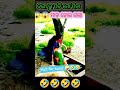 ଡ଼ଙ୍ଗା ରୁ ପଡି ଭଉଣୀ ମଲେ 🤣🤣🤣🤣🤣🤣 new odia comedy 🤣😁🤣 comedyvideo trending viral