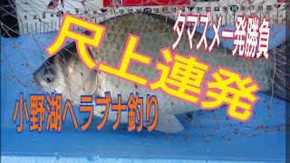 尺上連発！ヘラブナ初心者の小野湖ヘラブナ釣り