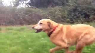 Labrador running 25mph funny