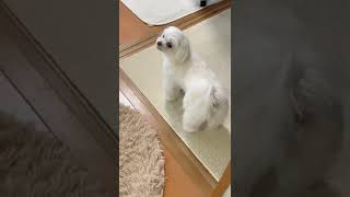 【マルチーズ】飼い主と謎の追いかけ合いっこを楽しむ犬が可愛い