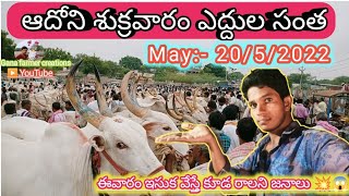 ఈరోజు జరిగిన ఆదోని శుక్రవారం ఎద్దుల ధరలు | the biggest Adoni cattle's market | 20/5/2022 |..