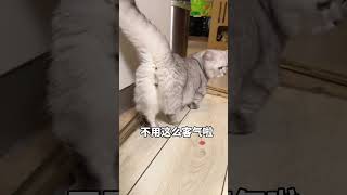 胖到裂了张嘟嘟 #张嘟嘟 #银渐层 #萌宠 #布偶猫 #粤语