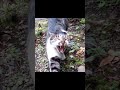 野良猫ショート キジ白猫がモフられようと出てきてすぐにゴロンてしちゃうの可愛い！ straycat the cat comes out to be morphed and is cute