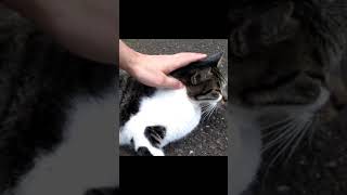 [野良猫ショート]キジ白猫がモフられようと出てきてすぐにゴロンてしちゃうの可愛い！[straycat]The cat comes out to be morphed and is cute!