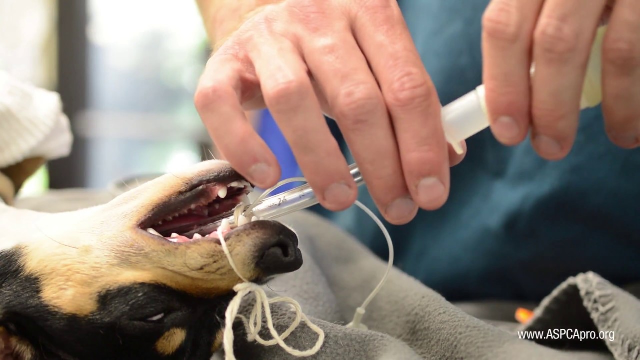 Spay/Neuter Patient Care: Anesthesia - Canine - YouTube