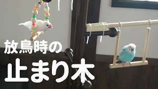 【セキセイインコと白文鳥】放鳥のときに止まる場所