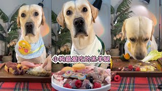 [ASMR] Lucky Immersive Eating Podcast Compilation (204), raw meat is so good #pets #cute