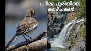 A trip tp Hogenakkal / Dharmapuri / Birds Photography Video | Cape wagtail