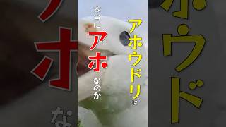 アホウドリは本当にアホなのか⁉️