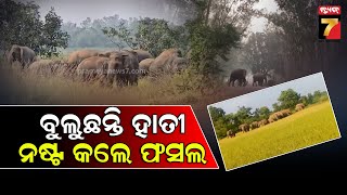 Elephant Terror  in Keonjhar | ଚମ୍ପୁଆ ରେଞ୍ଜରେ ବୁଲୁଛନ୍ତି ୨୮ହାତୀ, ନଷ୍ଟ କଲେ ବ୍ୟାପକ ଫସଲ | PrameyaNews7