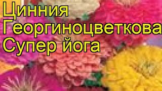 Цинния георгиноцветковая Супер йога. Краткий обзор, описание характеристик zinnia elegans Super yoga