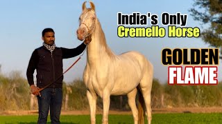 The Only Cremello Horse In India - Golden Flame at VM Stud Farm Jodhpur