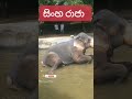 සිංහ රාජ කරන වැඩේ බලන්නකෝ😍❤️🐘 sinharaja elepha සබ්ස්ක්‍රයිබ් පාරකුත් දාගෙන යන්න ළමයි❤️ shorts