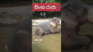 සිංහ රාජ කරන වැඩේ බලන්නකෝ😍❤️🐘 #sinharaja #elepha සබ්ස්ක්‍රයිබ් පාරකුත් දාගෙන යන්න ළමයි❤️ #shorts