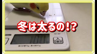 【ダイエット中のオカメインコ】５ｇ増加で体重オーバー！おデブっ子きなこ！？