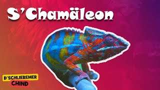 Schlieremer Chind - S Chamäleon | Mir gönd in Zoo