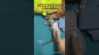 小猫咪睡觉姿势奇特一手伸长两脚伸直这跟卡通片里一模一样