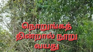 நொறுங்கத் தின்றால் #நூறு #வயது #நொறுங்கத் #தின்றால் #நூறு_வயது #பழமொழி #Perinbam #SofiaRachel