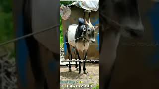 Jakkanahalli chalagara|ಜಕ್ಕನಹಳ್ಳಿ ಛಲಗಾರ Speed king bull race in Karnataka