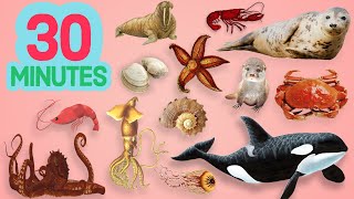 30 MINUTE SEA ANIMALS in English for Children