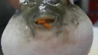 pufferfish spits out carrot