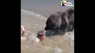 Check How This Dog Save A Girl From Being Swallowed By The Sea