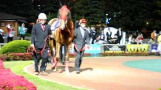 第５５回羽田盃(SI) パドック - The 55th runnings of the Hanedahai gr.1 Vol.1