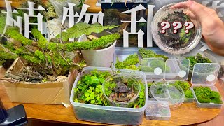 【お迎え】おばあちゃん家にて植物と生体を乱獲してきたので全て紹介します。