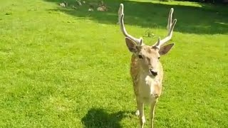 Hand Feeding Deer | Feeding The Deer | Deer | Children Feeding  The Deer