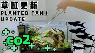 【更新】沉木景｜Planted Tank Update