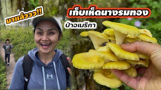 V398 เก็บเห็ดนางรมทองกับฝรั่งน้อยอเมริกา Foraged Golden Oyster Mushroom in Wisconsin, USA