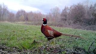 Beautiful Common Pheasant: A Nature Lover's Dream