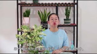 长势很快的吊竹梅，夏季养护有讲究，做好几点，避免干边黄叶