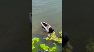 Mallard Duck 🦆 Eating Algae