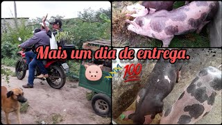 Hoje entregamos um casal de pietain po, para o nosso amigo Júlio César.👌🏽💯🐷