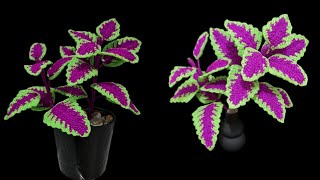 How to crochet Coleus plant