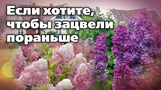 Посадка цветущих крупномеров. Не совершайте ошибок