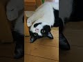 太郎がゴロンするまでの流れ 猫 cat 白黒ハチワレ 猫のいる暮らし ハチワレ 保護猫 ねこ