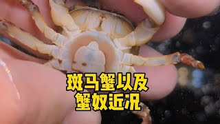 斑马蟹以及蟹奴近况