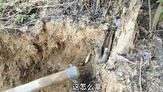 山地树头底的野生蜜蜂窝开挖了，顺利过箱拿下，收获蜂蜜好几斤