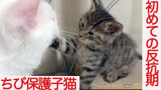 ひかえめちび子猫、初めての反抗期を迎える