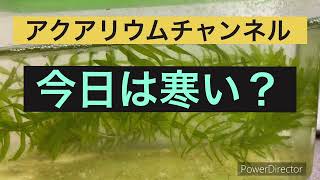 2024年12月17日 今日の水槽の中は？ #aquarium #熱帯魚 #スジエビ