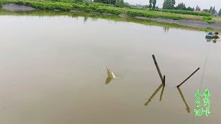 自家塘里的鱼饿疯，下杆就咬，黄辣丁、草鱼拉到手软