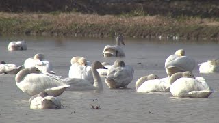 コハクチョウの群れが飛来　豊岡の田んぼで羽休め