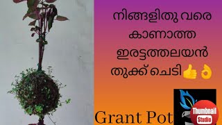 ഇരട്ടതലയൻ തൂക്ക് ചെടി Two heads hanging plant Grant Pot Malayalam