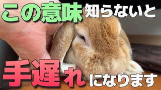 うさぎが暑さを限界まで我慢している時の行動